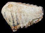 Southern Mammoth Upper Jaw M Molar #57811-2